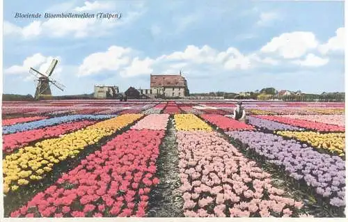 Postcard Netherlands Bloeiende Bloembollenvelden Tulpen tulip windmill