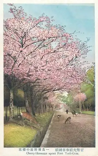 Postcard Japan cherry-blossoms apout first Torii-Gate