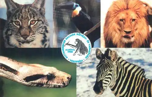 Radio amateur QSL card 1958 Kittenberger Kalman Noveny Veszprem TS44OS