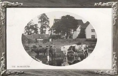 The Homestead cows farm photo postcard