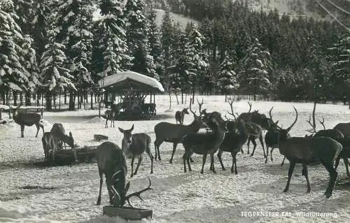 Germany Tegernseer-Tal Wildfutterung deer wild life