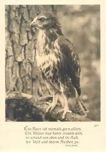 Postcard Germany > Bavaria > Munchen animal bird falcon bussard