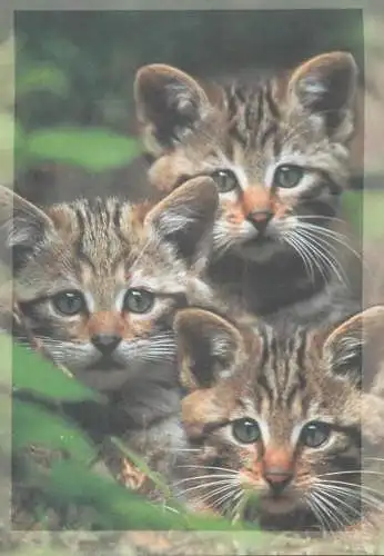 Animals cats greetings card Germany Katze