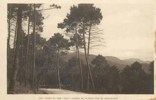 Postcard France Foret du dome Var chemin de la mole