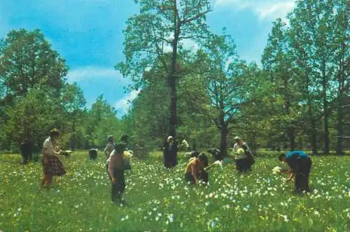 Romania Fagaras-Vad Poiana Narciselor