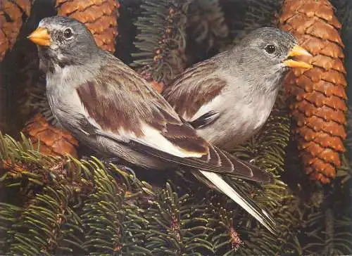 Montifringilla nivalis snow finch bird