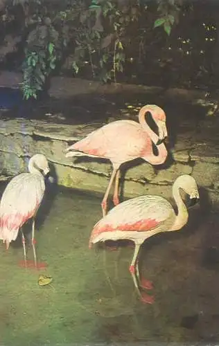 Romania Gradina Zoologica din Bucuresti photo Phoenicopterus Ruber Flamingo