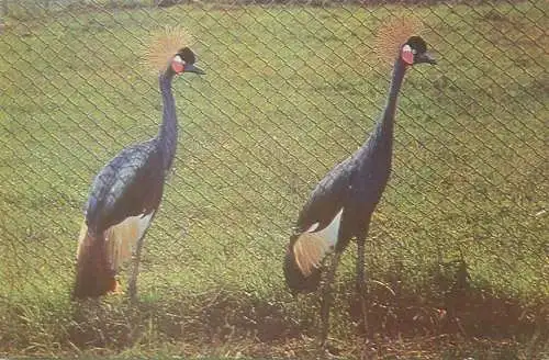 Romania Gradina Zoologica din Bucuresti photo Balearica Pavonina Crown Crane
