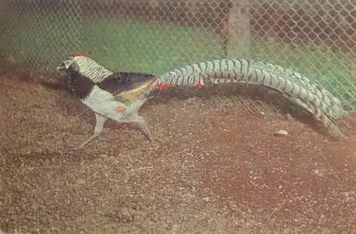 Romania Gradina Zoologica din Bucuresti photo Lady's Amherst Pheasant Chrisolopus Amherstiae