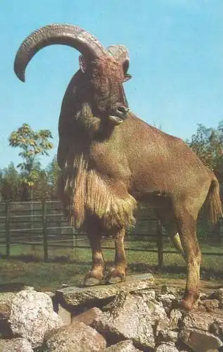 Romania Gradina Zoologica din Bucuresti photo Ram with Mane Ammortagus Lervia