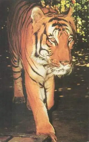 Romania Gradina Zoologica din Bucuresti photo Tiger Panthera Tigris