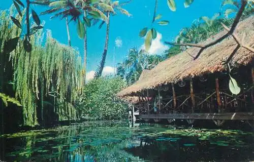 Postcard USA HI Hawaii Hausten Street Honolulu
