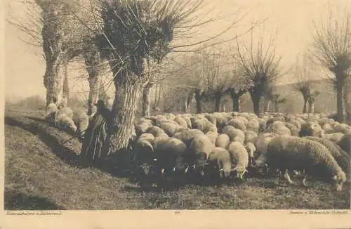 Postcard Germany Hilderbrand sheep herd