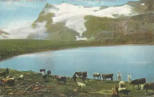 Italy Valsavaranche Vallee d'Aoste Lac Rosset et Grand Vaudola troupeau de vaches