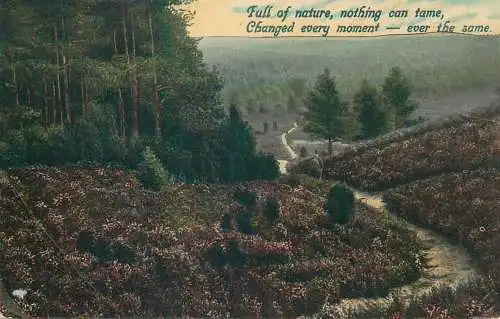 Aus der Heide picturesque natural landscape illustration