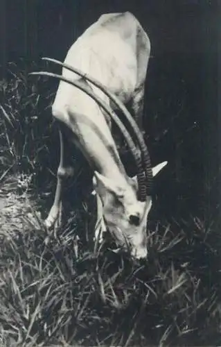 Republic of Congo Brazzaville area African wildlife antelope