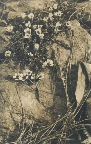 Postcard Germany Berlin-Dahlem botanischer garten saxifraga oppositifolia