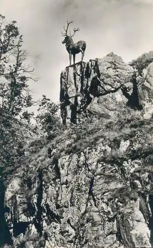 Postcard Germany Hollental Schwarzwald Hirschsprung 1958