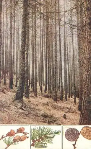 Larch Larix Europea forest scenery