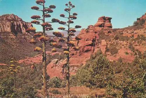 Agave in bloom desert scenery