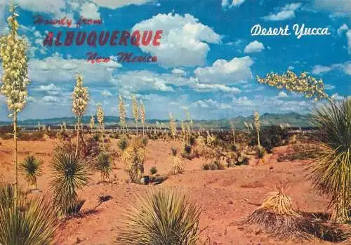 USA Albuquerque NM Desert Yucca Spanish Bayonet desert vegetation