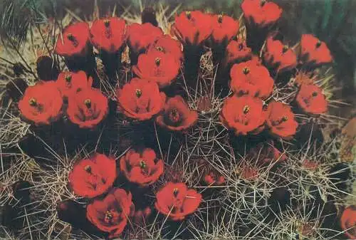 Strawberry Hedgehog Cactus David Sumner colour photo detail aspect