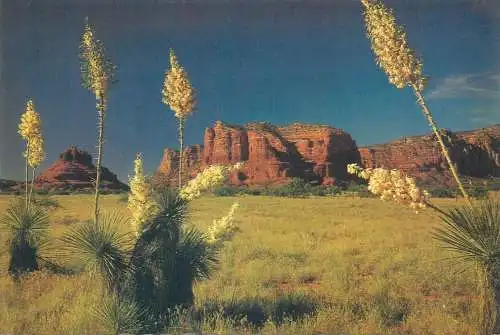 USA Desert Yucca or Spanish Bayonnet Darwin van Campen photo