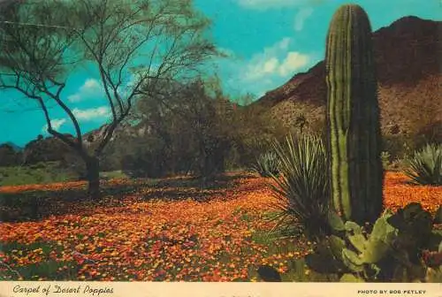 Carpet of Desert Poppies Bob Petley photo