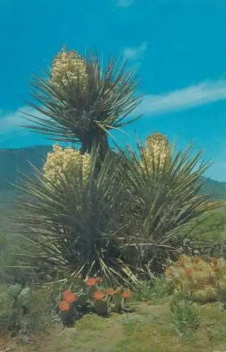 USA Desert Yucca Beavertail and Strawberry Hedgehog Cacti in bloom