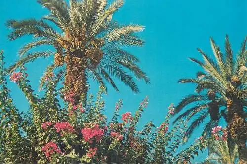 Date Palms and Bouganvillea Jim Burke photo