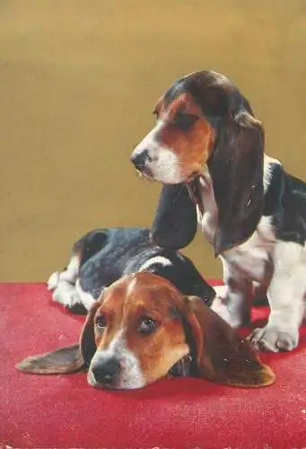 Animal types Basset-Hound dogs photo