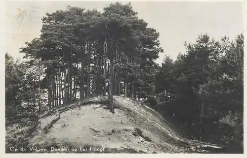 Postcard Netherlands Op de Veluwe Dennen op hel Hoogt