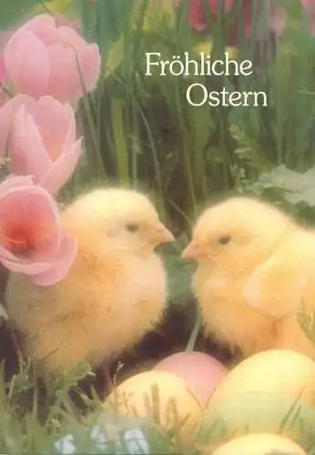 Easter Holiday greetings poultry chicken