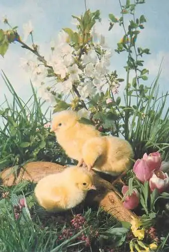 Easter Holiday greetings chicken poultry
