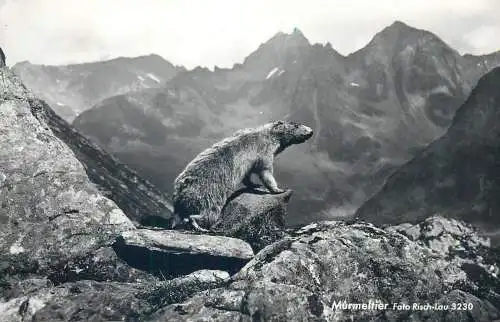 Postcard Austria marmota murmetiere