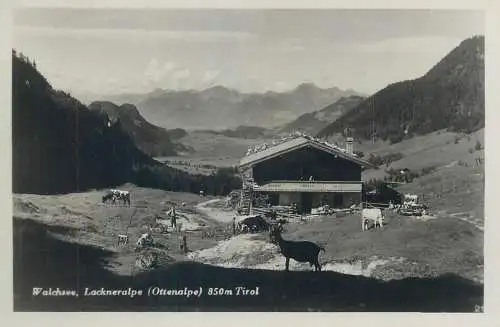 Postcard Austria Tirol Walchsee Lockneralpe