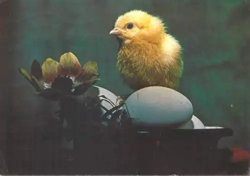 Easter greetings flower eggs chicken poultry