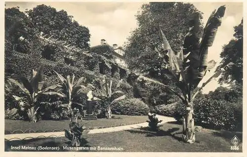 Postcard Germany Bodensee Mainau island Musengarten mit Bananenhain