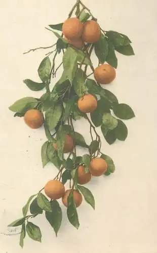 Postcard orange branch and fruit