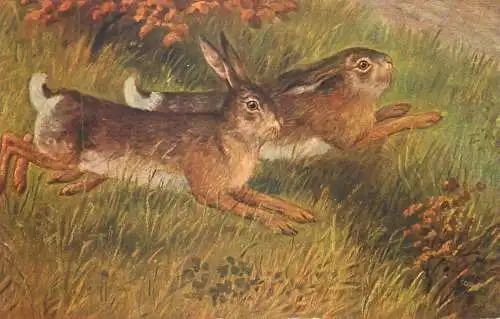 Postcard animals rabbit