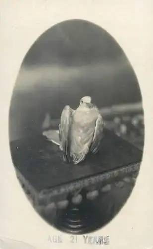 Postcard photography dove 21 years