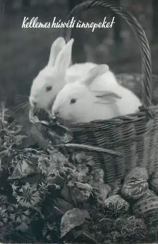 Easter greetings cute bunnies and pencilled eggs