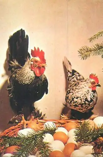 Easter greetings eggs hen and rooster