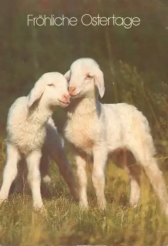 Easter greetings lambs