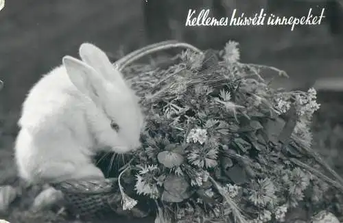 Easter greetings rabbit flower bouquet