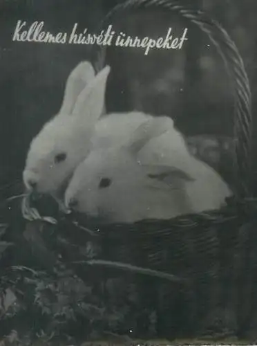 Easter greetings rabbits