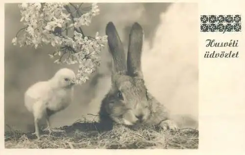 Easter greetings chicken poultry rabbit 1948 postcard