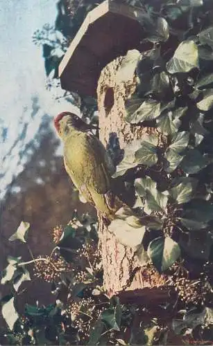 green woodpecker bird photo