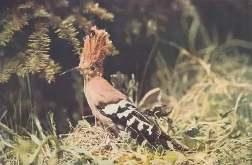 hoopoe bird photo