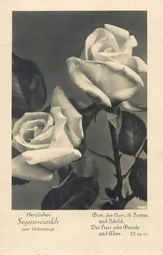 birthday greetings garden roses detail aspect